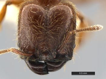 Media type: image;   Entomology 34235 Aspect: head frontal view